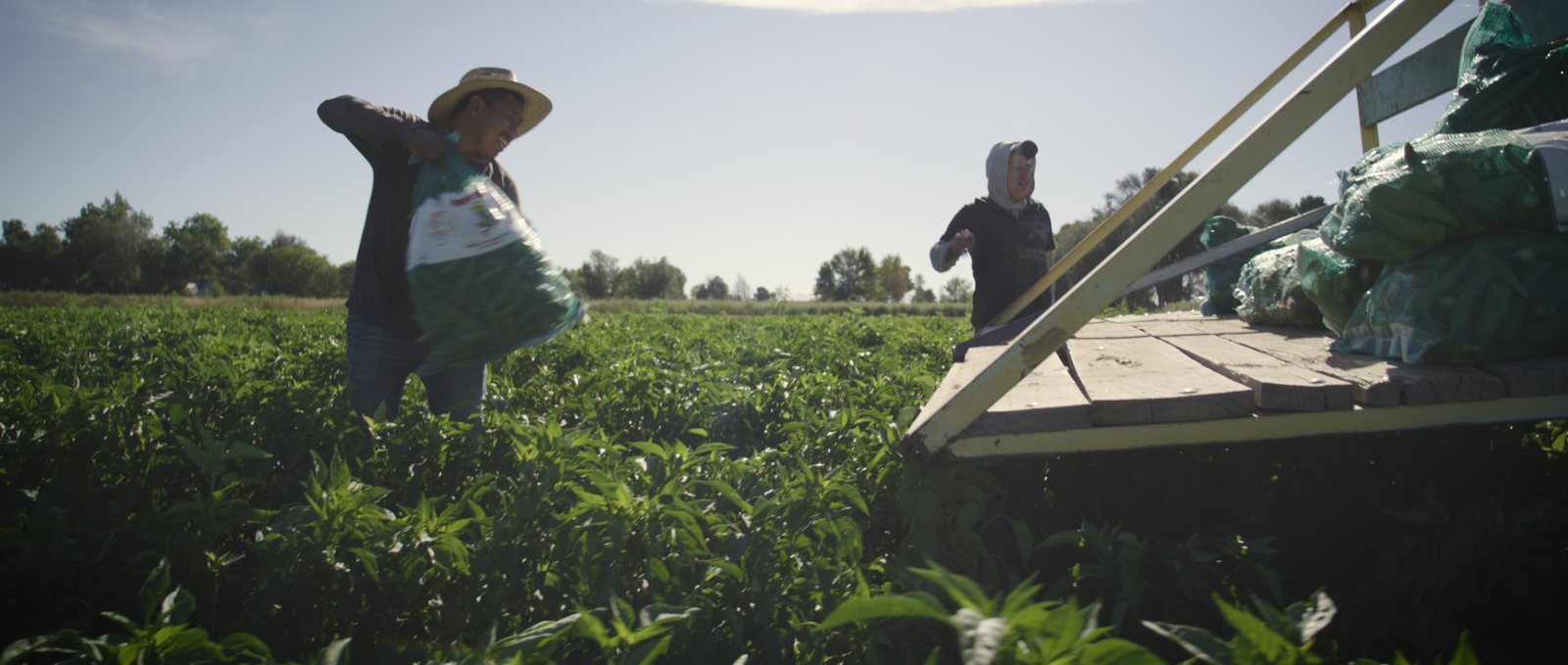 Planted for Plenty: How Rising Farm Output is Easing Grocery Bills