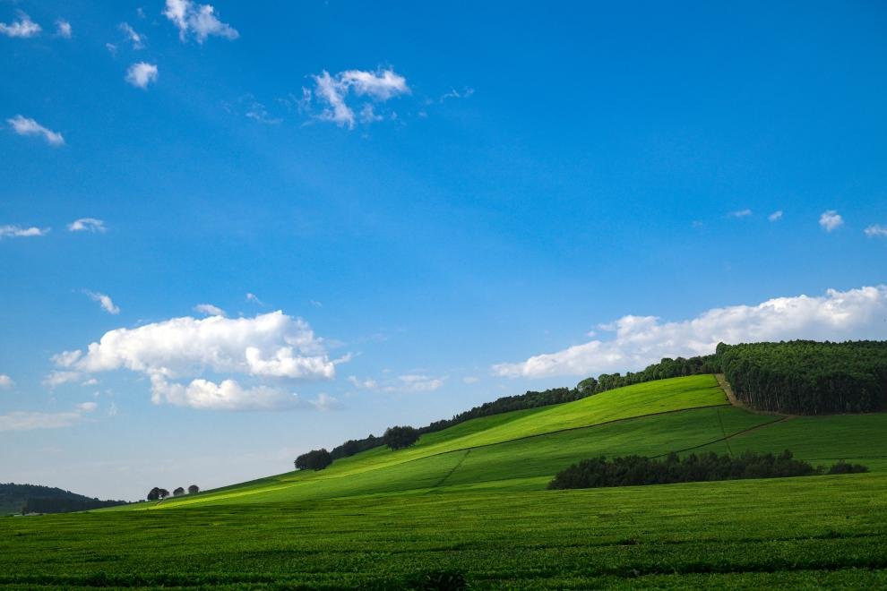 Export Crisis: Kenya’s Tea Industry Hit as Shipping Route Disruptions Threaten Billions in Revenue