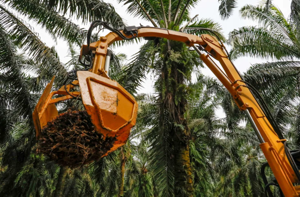 Vegetable Oils in High Demand as Energy Transition Accelerates