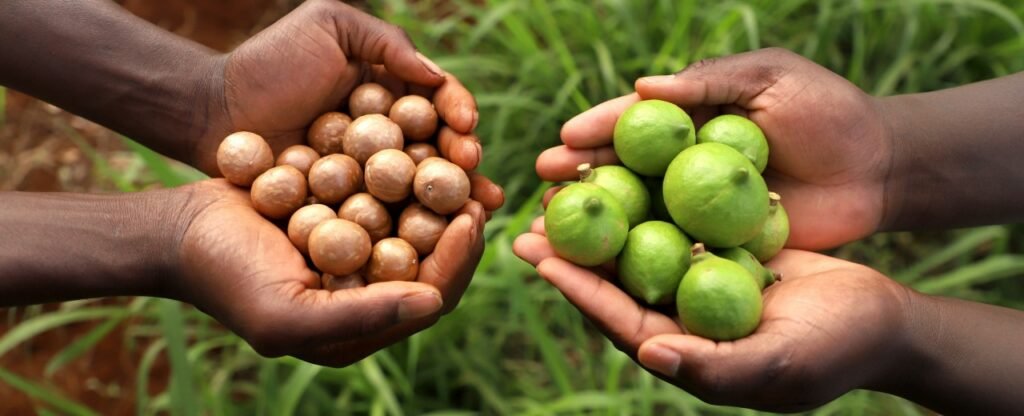 Kenya Macadamia Exports Eye India in Bold Bid to Reverse Decline