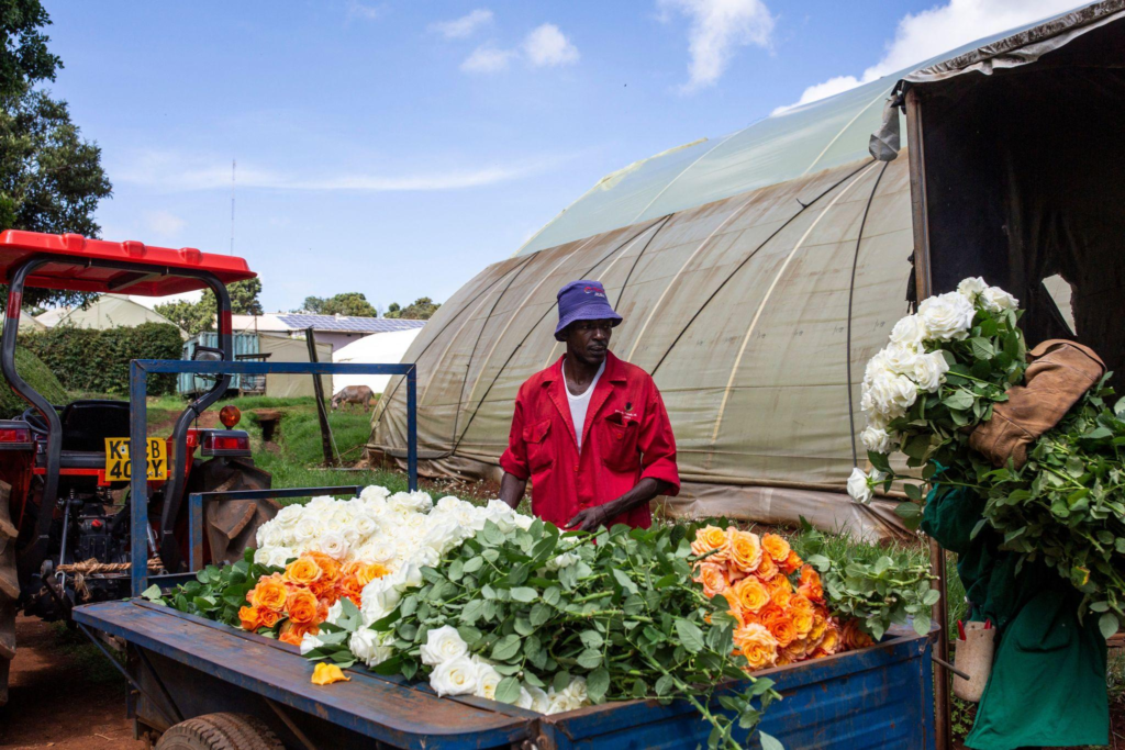 Kenya agricultural exports to China are set for a major boost as zero tariffs access begins May 1.
