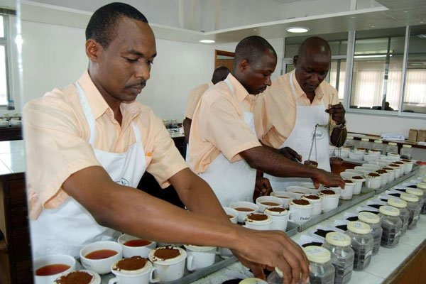Why Kenya Tea Exports Face Uncertainty Amid Middle East Crisis