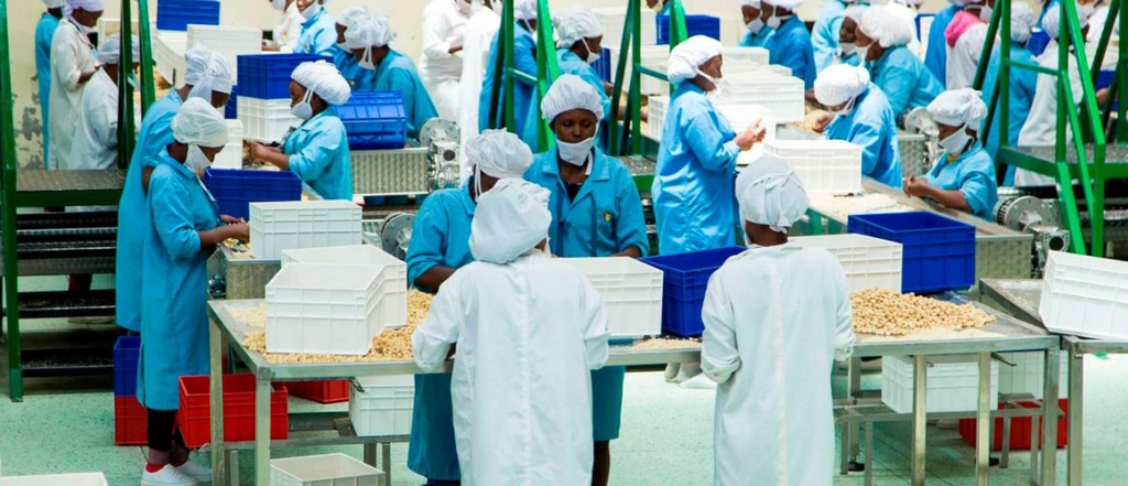 Sasini tea exports strategy shifts toward China and India