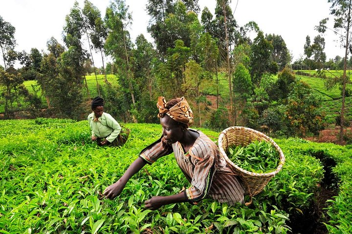 Tea pickers at Kiambethu Tea Farm, Limuru