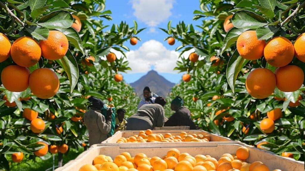 Citrus