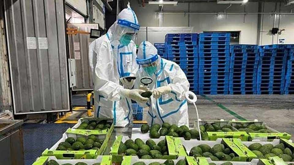 Kenya's Avocado Export Pressures Force Market Diversification Strategy