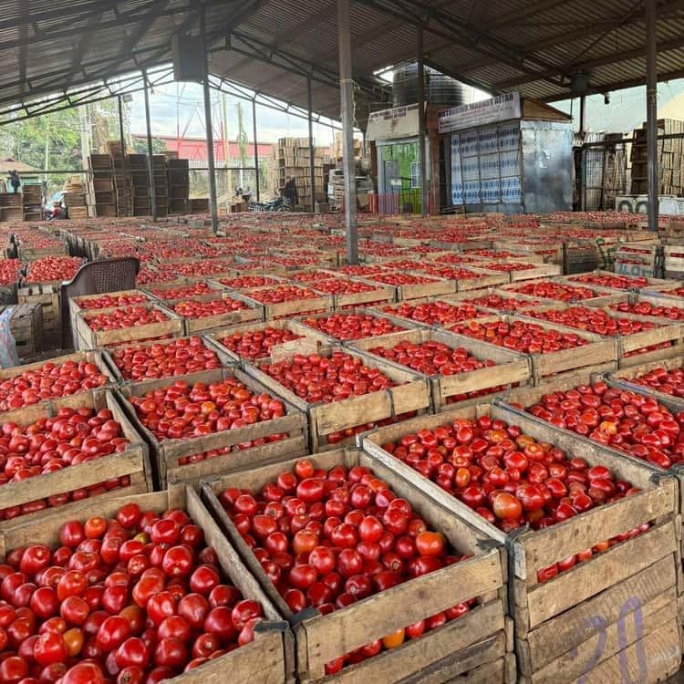 Tomato Prices Rise Sharply Across Kenyan Markets
