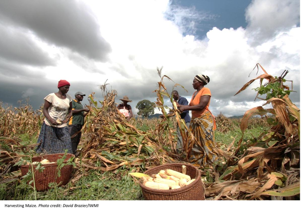 Maize imports in Kenya could determine the next unga price move