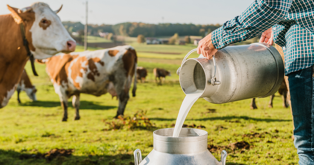Dairy farming in Trans Nzoia faces a dangerous feed squeeze